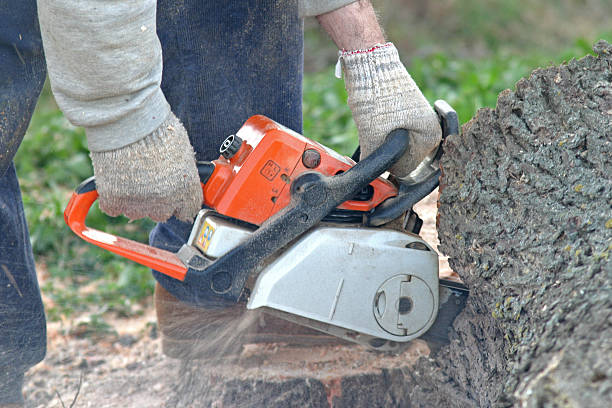 Best Leaf Removal  in Sparta, MI